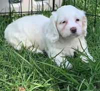 Blanca Mini Cockapoo , a female Cockapoo for sale in Tampa, FL – Photo 5 of 10
