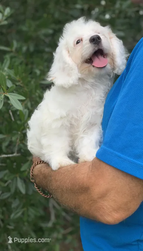 Blanca Mini Cockapoo  – Cockapoo puppy for sale in Tampa, FL