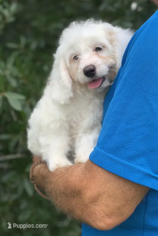 Blanca Mini Cockapoo  – Cockapoo puppy for sale in Tampa, FL