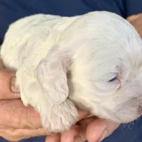 Mini Cockapoo white, a female Cockapoo for sale in Tampa, FL – Photo 2 of 6