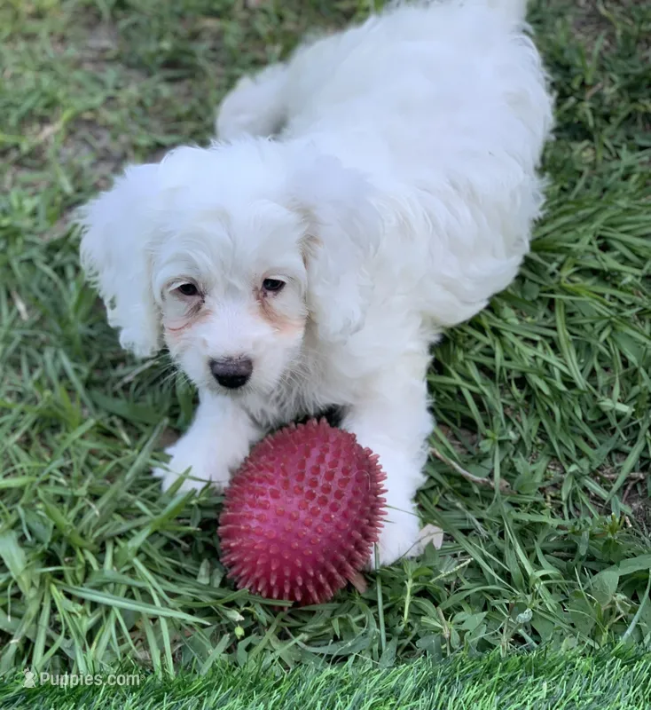 Blanca Mini Cockapoo  – Cockapoo puppy for sale in Tampa, FL