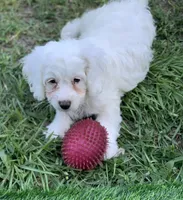 Blanca Mini Cockapoo , a female Cockapoo for sale in Tampa, FL – Photo 2 of 10