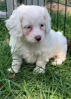 Blanca Mini Cockapoo , a female Cockapoo for sale in Tampa, FL – Photo 4 of 10