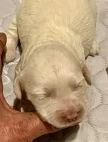 Mini Cockapoo, a female Cockapoo for sale in Tampa, FL – Photo 1 of 7