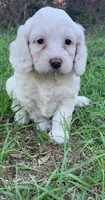 Blanca Mini Cockapoo , a female Cockapoo for sale in Tampa, FL – Photo 8 of 10