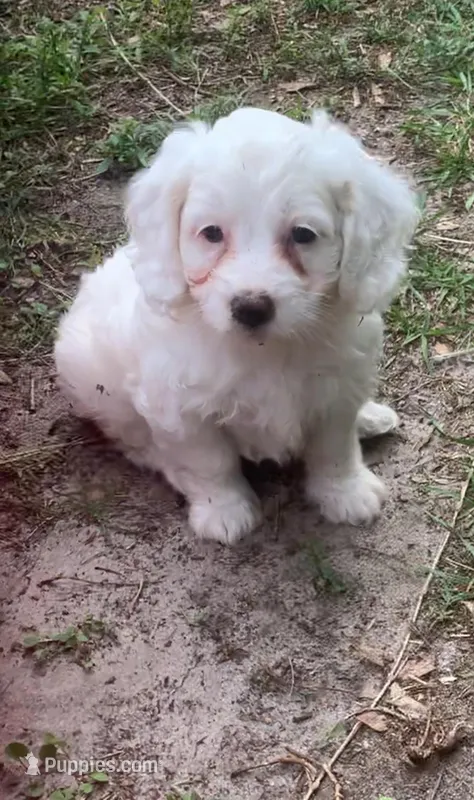 Mini Cockapoo white – Cockapoo puppy for sale in Tampa, FL