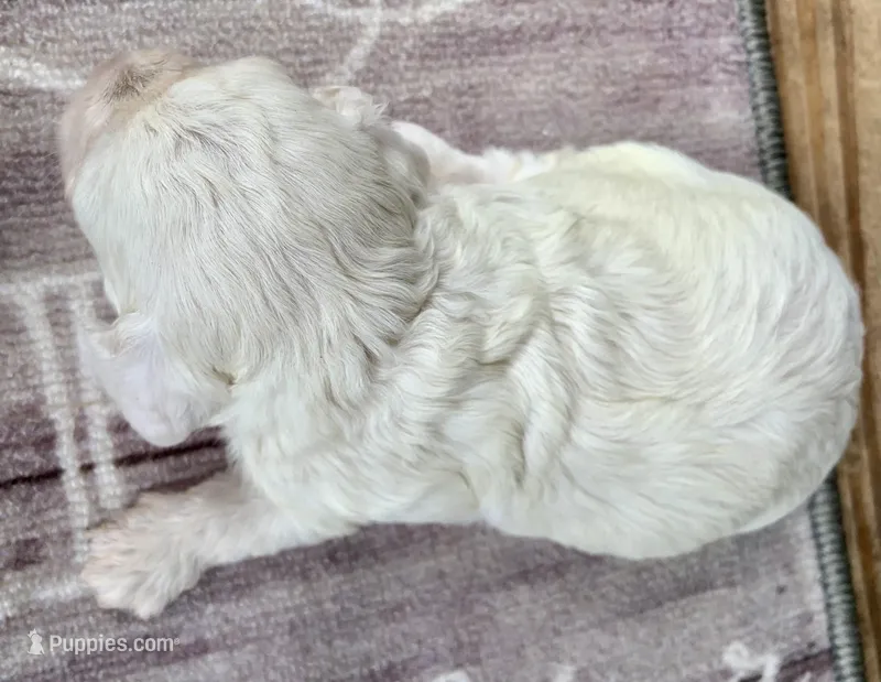 Mini Cockapoo white