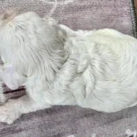 Mini Cockapoo white, a female Cockapoo for sale in Tampa, FL – Photo 4 of 6