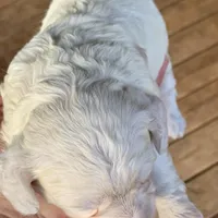 Mini Cockapoo white, a female Cockapoo for sale in Tampa, FL – Photo 3 of 6