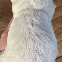 Mini Cockapoo white, a female Cockapoo for sale in Tampa, FL – Photo 1 of 6