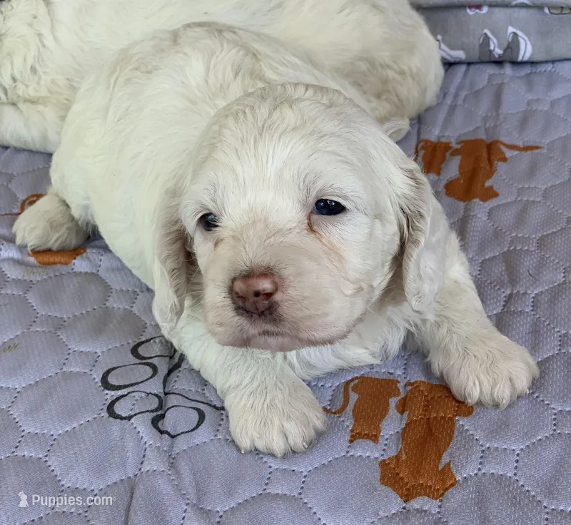 Mini Cockapoo white – Cockapoo puppy for sale in Tampa, FL