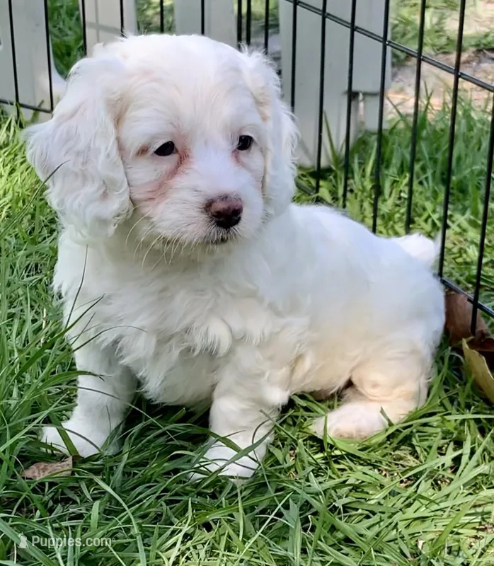 Mini Cockapoo white – Cockapoo puppy for sale in Tampa, FL