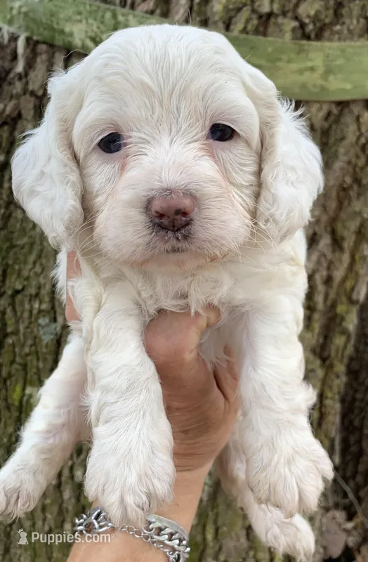 Mini Cockapoo white – Cockapoo puppy for sale in Tampa, FL