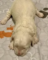 Mini Cockapoo, a female Cockapoo for sale in Tampa, FL – Photo 7 of 7