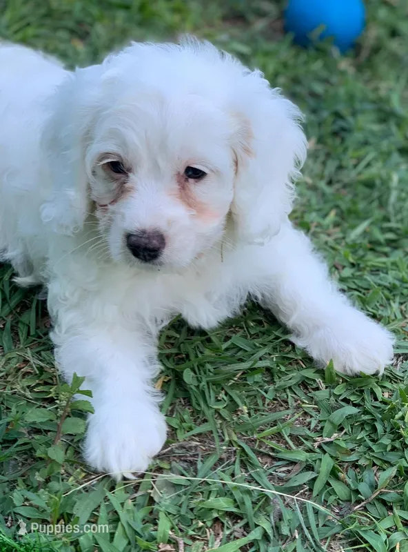 Mini Cockapoo white – Cockapoo puppy for sale in Tampa, FL