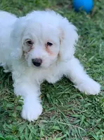Blanca Mini Cockapoo , a female Cockapoo for sale in Tampa, FL – Photo 1 of 10
