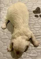 Mini Cockapoo, a female Cockapoo for sale in Tampa, FL – Photo 5 of 7