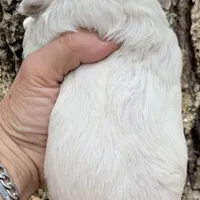 Mini Cockapoo white, a female Cockapoo for sale in Tampa, FL – Photo 6 of 6