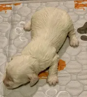 Mini Cockapoo, a female Cockapoo for sale in Tampa, FL – Photo 4 of 7