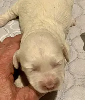 Mini Cockapoo, a female Cockapoo for sale in Tampa, FL – Photo 3 of 7