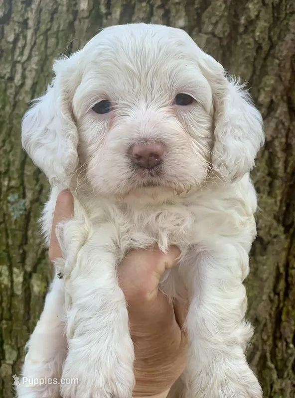 Mini Cockapoo white – Cockapoo puppy for sale in Tampa, FL