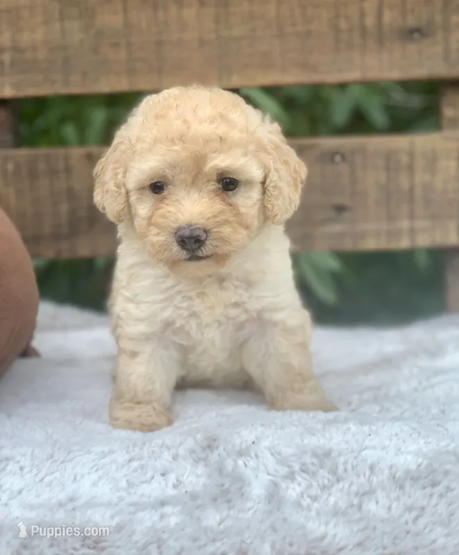 Honey mini Chowdoodle  – Chow Chow, Poodle - Toy  puppy for sale in Tampa, FL