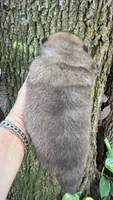 Yuki, a female Chow Chow for sale in Ruskin, FL – 2 of 4