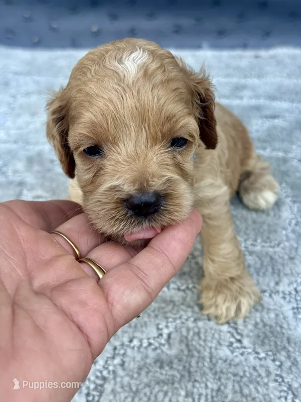 Blue – Cockapoo puppy for sale in Tampa, FL