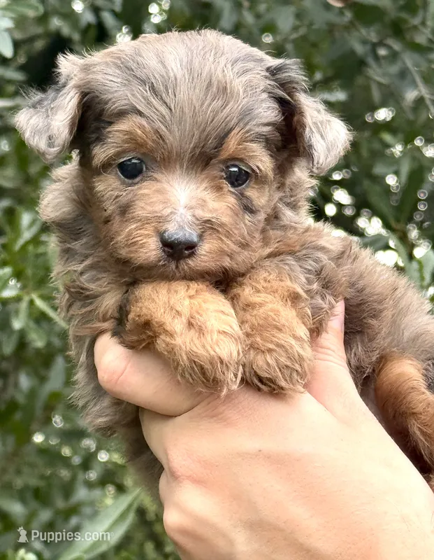 Nova – Miniature Aussiedoodle puppy for sale in Tampa, FL