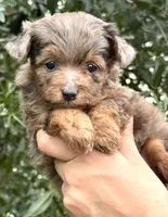 Jane, a female Miniature Aussiedoodle for sale in Tampa, FL – 4 of 10