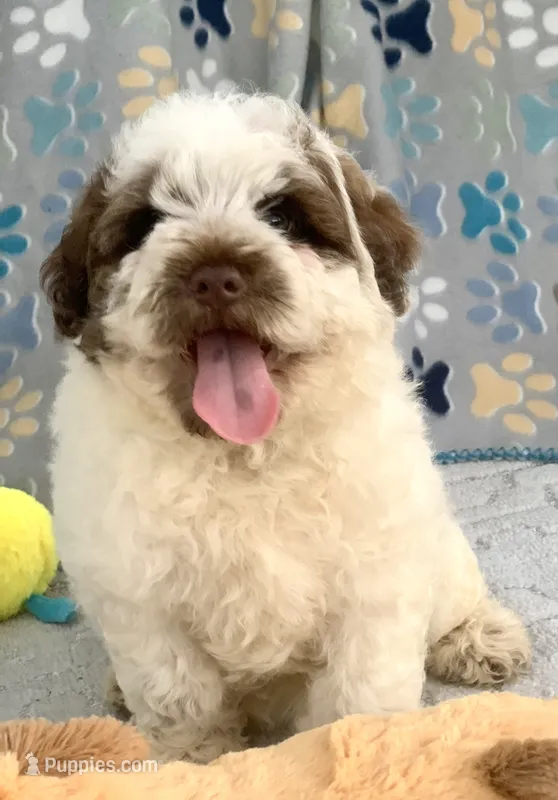 Hershey – Chow Chow, Poodle - Miniature  puppy for sale in Tampa, FL