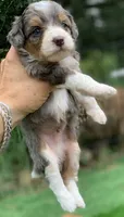 Indigo parents health tested, a female Miniature Aussiedoodle for sale in Tampa, FL – 4 of 10