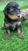 Maple.  Parents health tested , a female Miniature Aussiedoodle for sale in Tampa, FL – 3 of 10