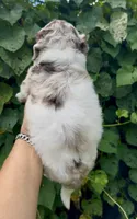 Truffle. “ regular size” chocolate Merle, a male Cockapoo for sale in Ruskin, FL – 3 of 10