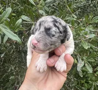 Bluebell. “Regular size” Blue Merle, a female Cockapoo for sale in Tampa, FL – 6 of 9