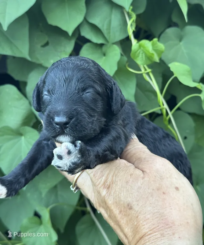 Smokey  “regular size” – Cockapoo puppy for sale in Tampa, FL