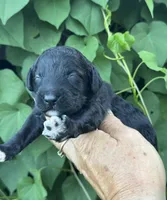 Smokey  “regular size”, a male Cockapoo for sale in Tampa, FL – 3 of 8