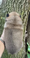 Mei, a female Chow Chow for sale in Ruskin, FL – 4 of 7
