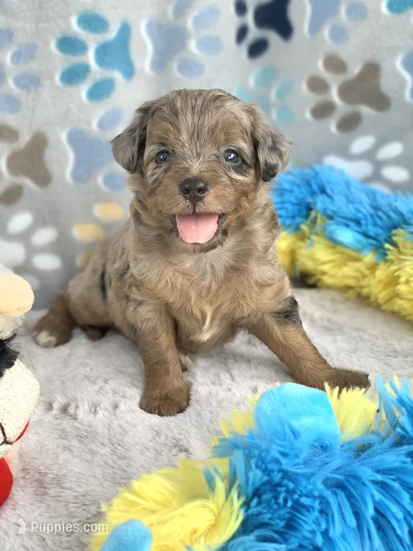Nova – Miniature Aussiedoodle puppy for sale in Tampa, FL