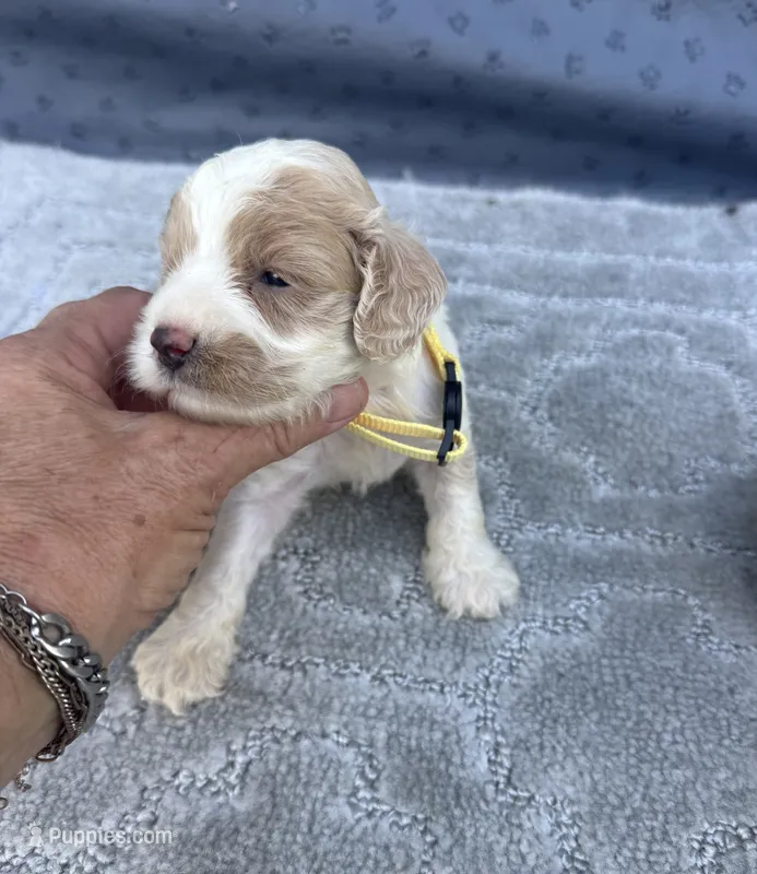 Yellow – Cockapoo puppy for sale in Tampa, FL