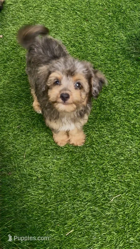 Winnie – Miniature Aussiedoodle puppy for sale in Tampa, FL