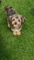 Winnie, a female Miniature Aussiedoodle for sale in Tampa, FL – 1 of 9