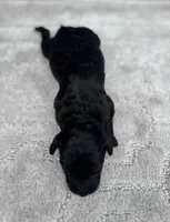 Smokey  “regular size”, a male Cockapoo for sale in Tampa, FL – 8 of 8