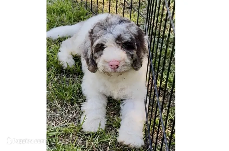 Truffle. chocolate Merle parti – Cockapoo puppy for sale in Ruskin, FL