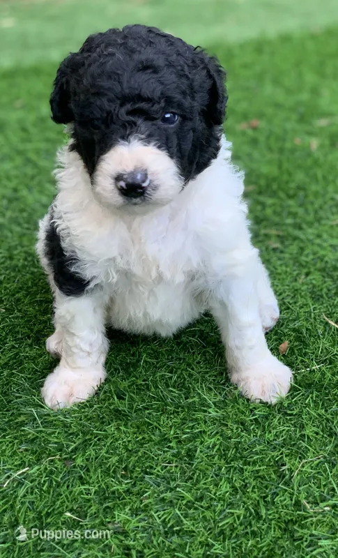Medium size – Bernedoodle puppy for sale in Tampa, FL