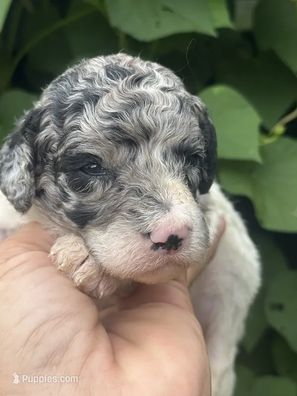 Sapphire. “ regular size” Blue Merle – Cockapoo puppy for sale in Tampa, FL