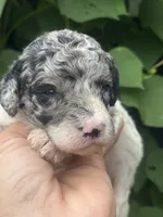 Sapphire. “ regular size” Blue Merle, a female Cockapoo for sale in Sun City Center, FL – 2 of 10