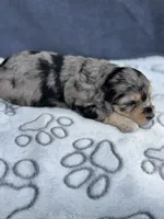 Ruby F1b, a female Miniature Aussiedoodle for sale in Sun City Center, FL – 7 of 10