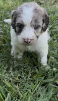 Hazel. “ regular size” chocolate Merle, a female Cockapoo for sale in Ruskin, FL – 4 of 10