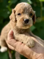Pink F1, a female Cockapoo for sale in Sun City Center, FL – 4 of 10